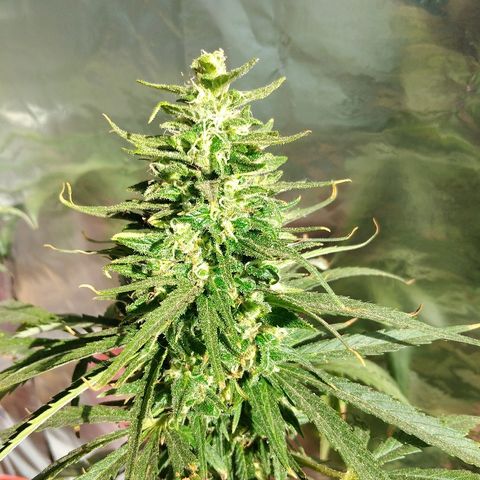 Top growlog timeline photo