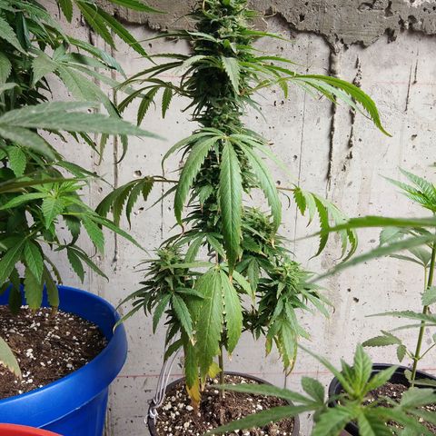 Top growlog timeline photo