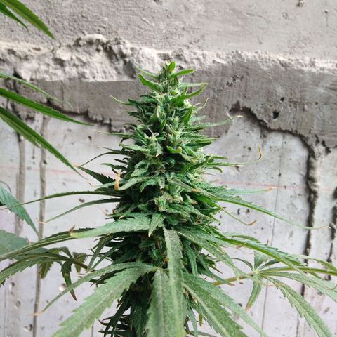 Top growlog timeline photo