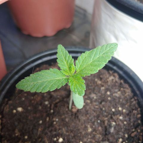 Cookies USA growlog timeline photo