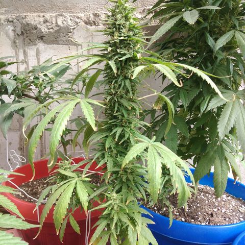 Top growlog timeline photo