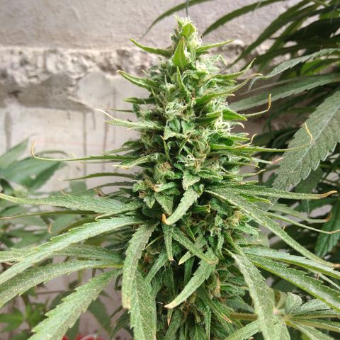 Top growlog timeline photo