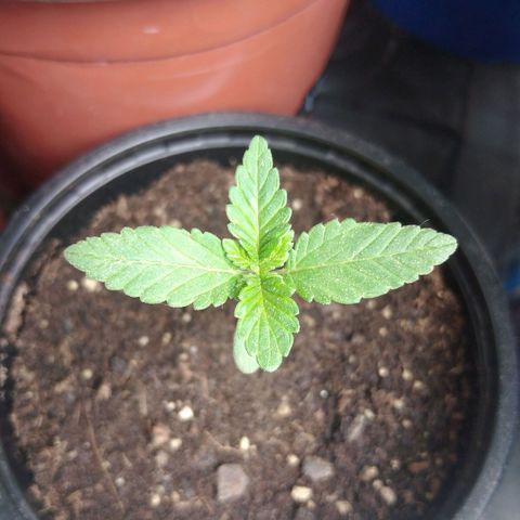 Cookies USA growlog timeline photo