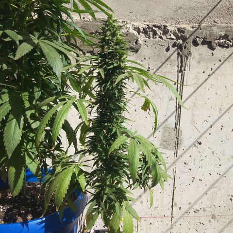 Top growlog timeline photo
