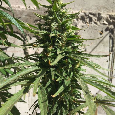 Top growlog timeline photo
