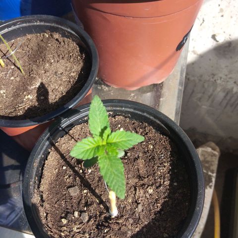 Cookies USA growlog timeline photo