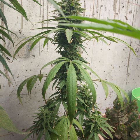 Top growlog timeline photo