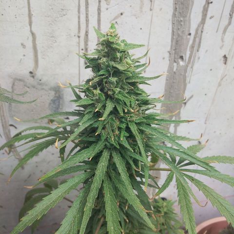Top growlog timeline photo