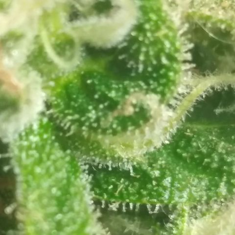 Top growlog timeline photo