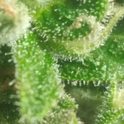 Top growlog timeline photo