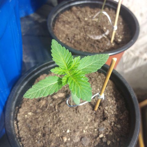 Cookies USA growlog timeline photo