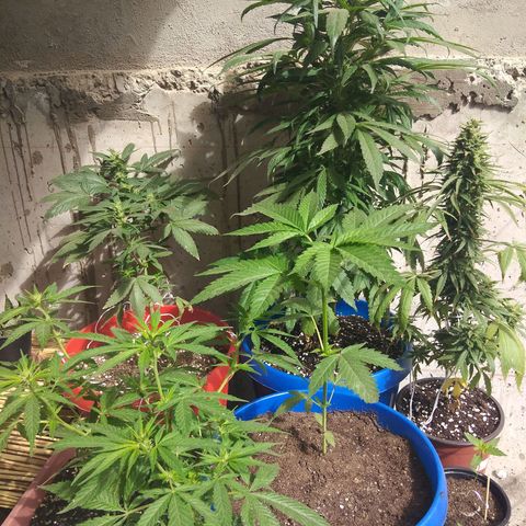 Top growlog timeline photo