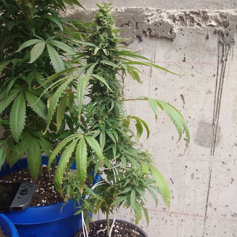 Top growlog timeline photo