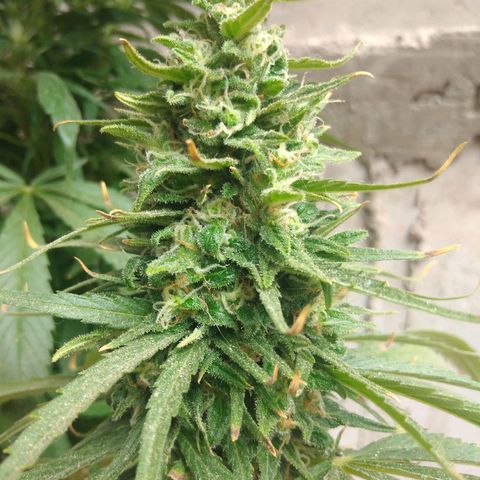 Top growlog timeline photo