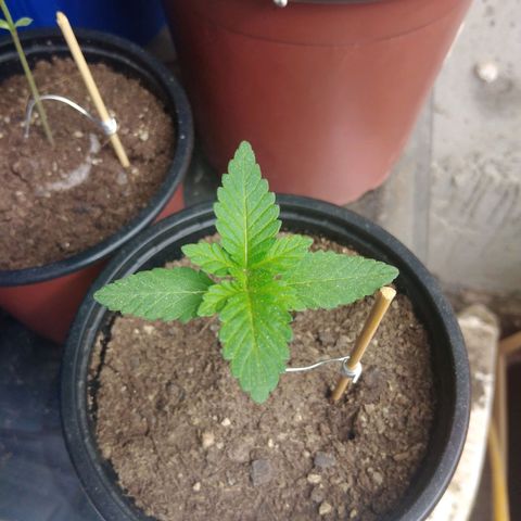 Cookies USA growlog timeline photo