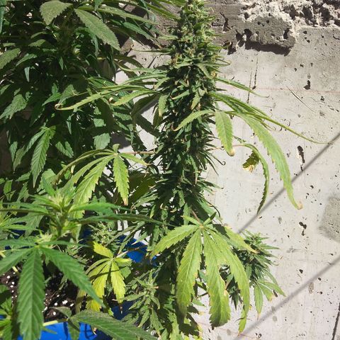 Top growlog timeline photo