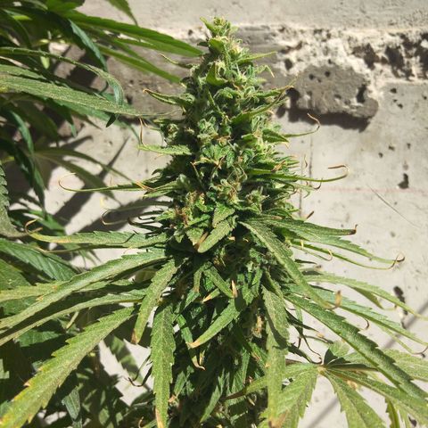 Top growlog timeline photo