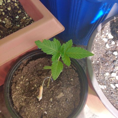 Cookies USA growlog timeline photo