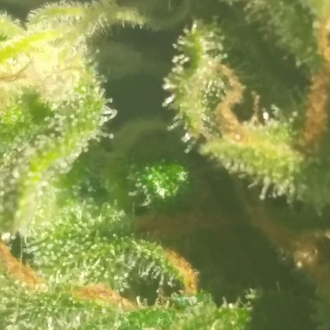 Top growlog timeline photo