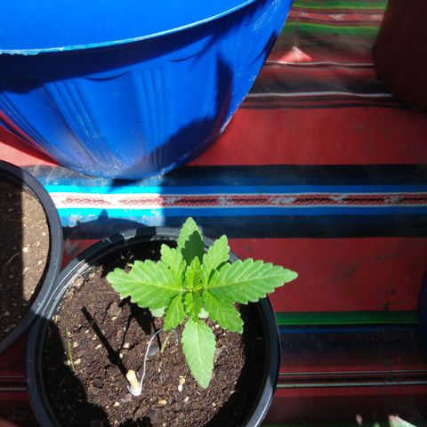 Cookies USA growlog timeline photo