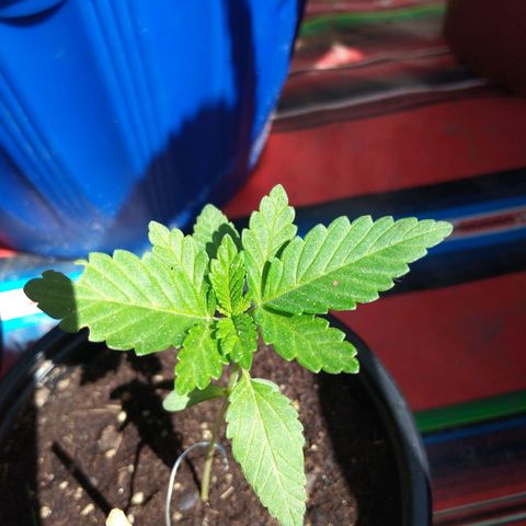 Cookies USA growlog timeline photo
