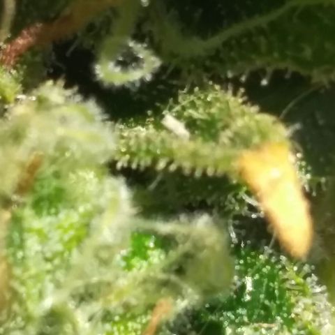 Top growlog timeline photo