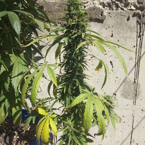 Top growlog timeline photo