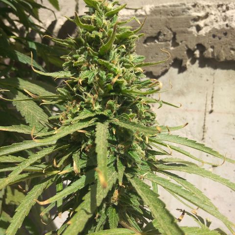 Top growlog timeline photo