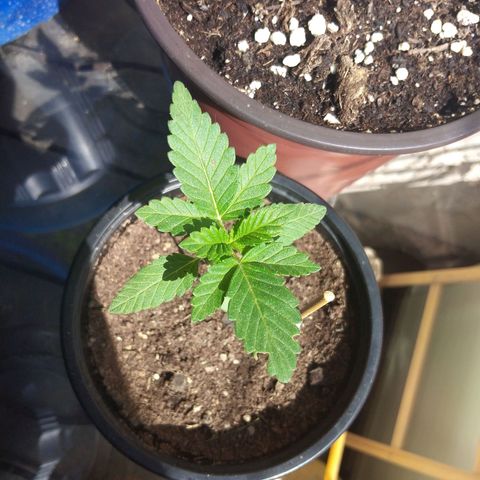 Cookies USA growlog timeline photo