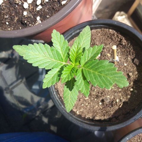 Cookies USA growlog timeline photo