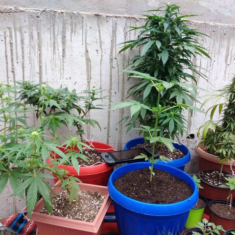 Top growlog timeline photo