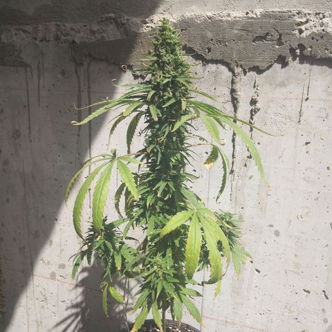Top growlog timeline photo