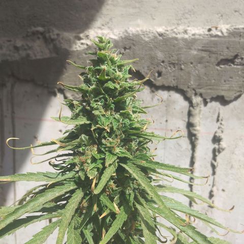 Top growlog timeline photo