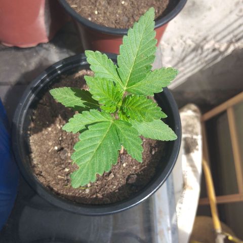 Cookies USA growlog timeline photo