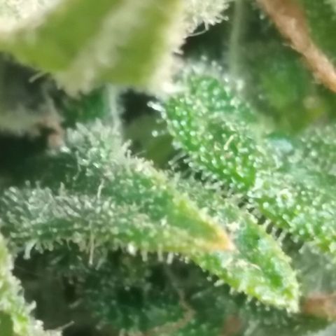 Top growlog timeline photo