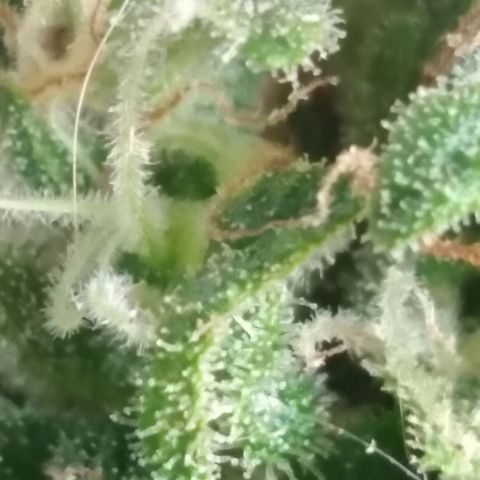 Top growlog timeline photo