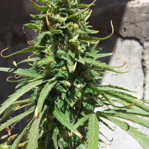 Top growlog timeline photo