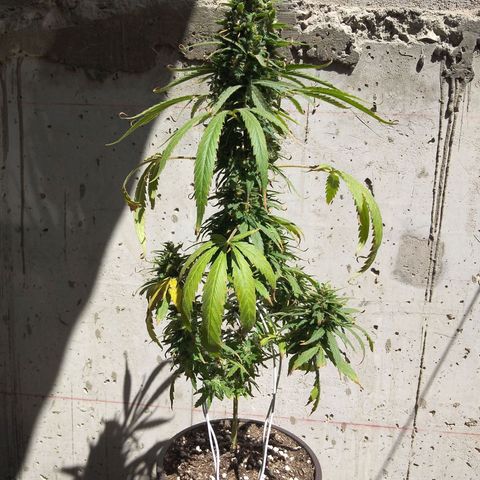 Top growlog timeline photo
