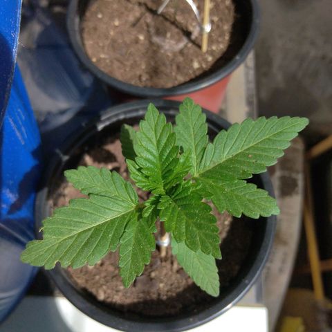 Cookies USA growlog timeline photo