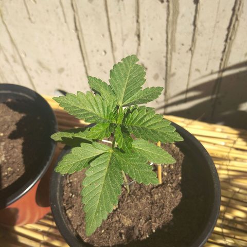 Cookies USA growlog timeline photo