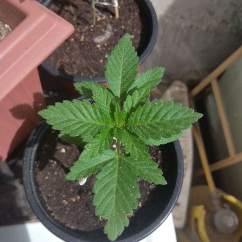 Cookies USA growlog timeline photo