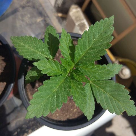 Cookies USA growlog timeline photo