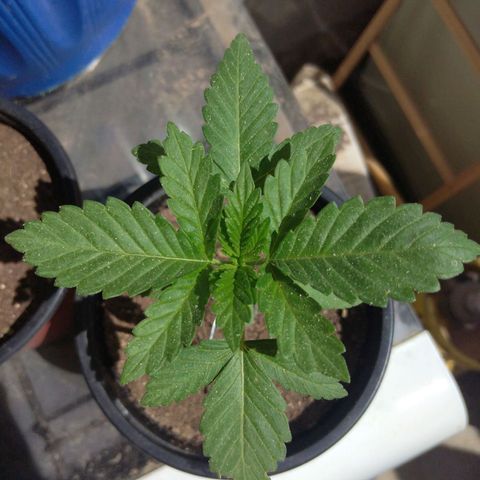 Cookies USA growlog timeline photo