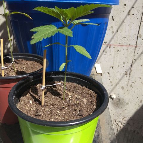Cookies USA growlog timeline photo