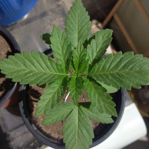 Cookies USA growlog timeline photo