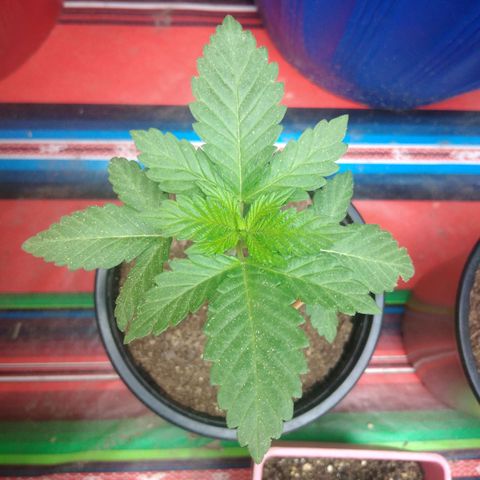 Cookies USA growlog timeline photo