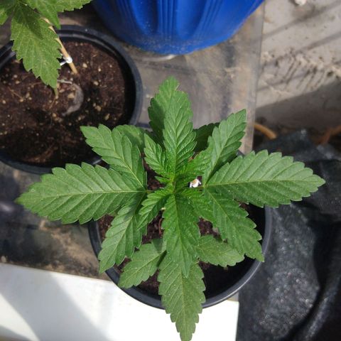 Cookies USA growlog timeline photo