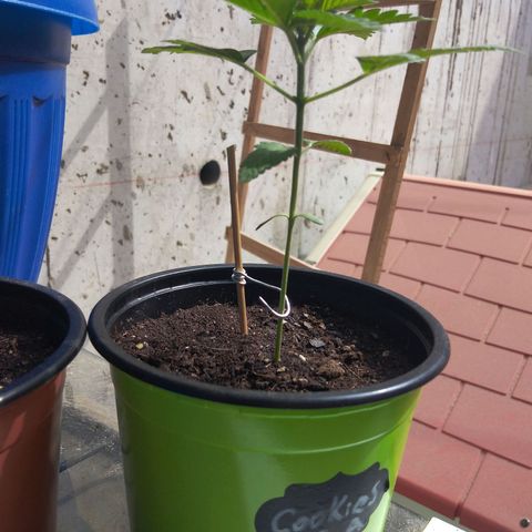 Cookies USA growlog timeline photo