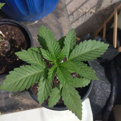 Cookies USA growlog timeline photo
