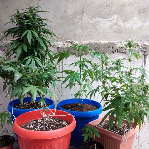 Cookies USA growlog timeline photo